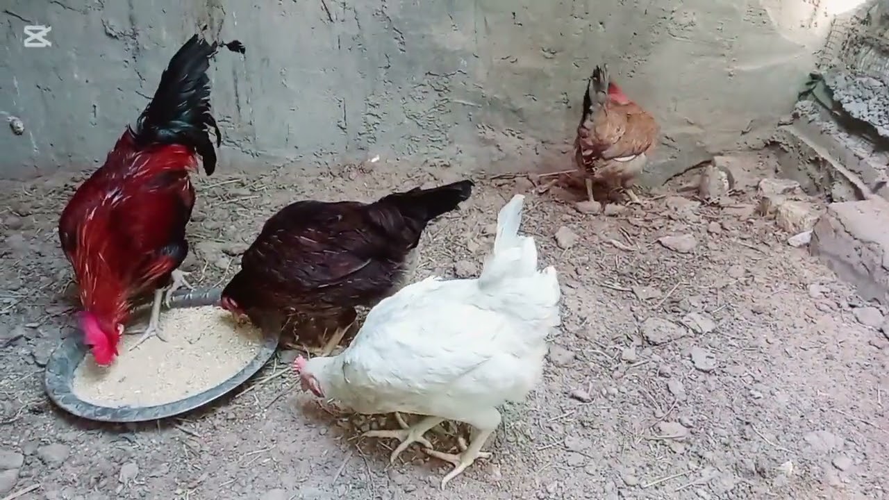 الروتين المحميه والدجاج 