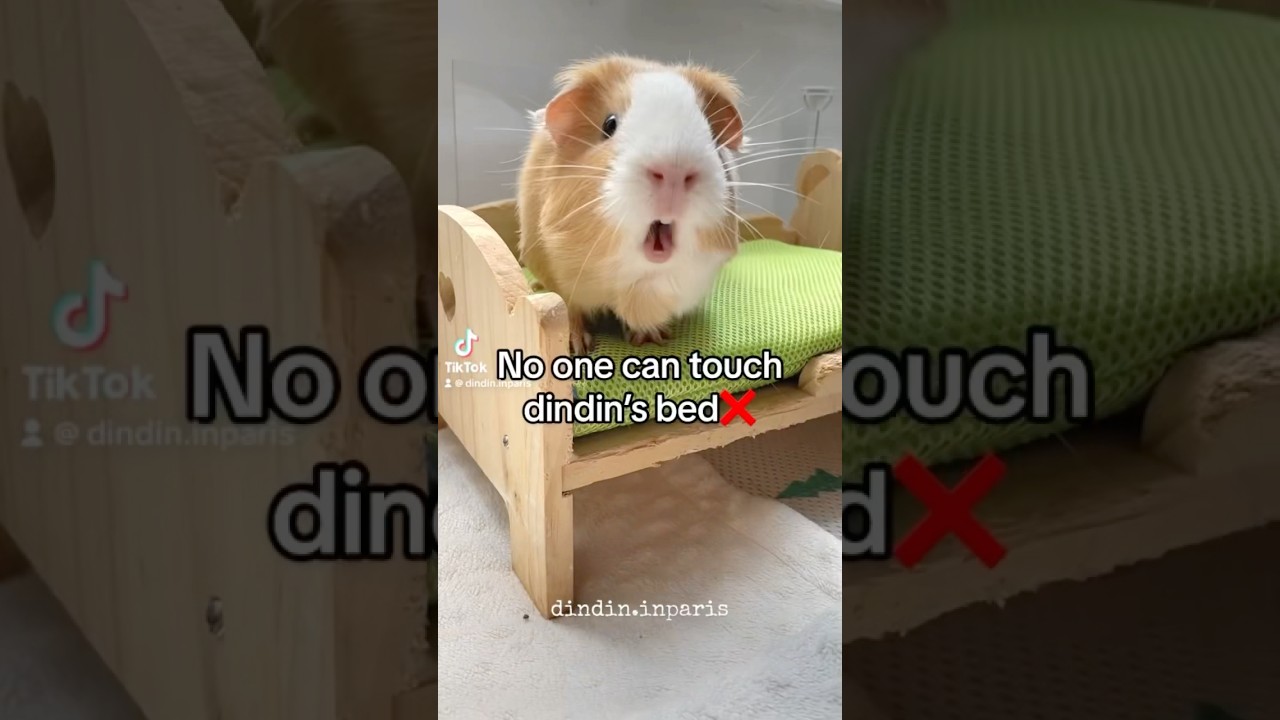 No one can touch Dindin&rsquo;s bed #guineapig #cute #animallover #animalshorts #cuteanimals #funnyshorts