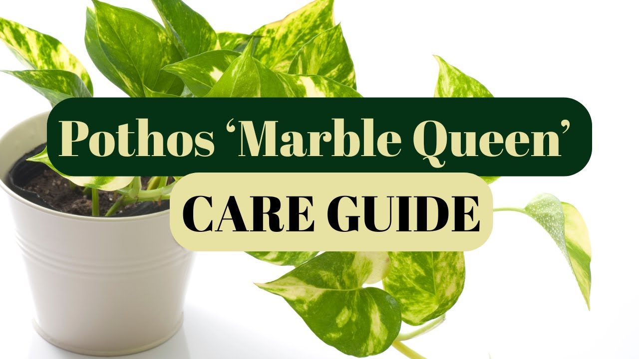 STOP Killing Your Marble Queen! 🌿 Ultimate Care & Watering Guide Revealed