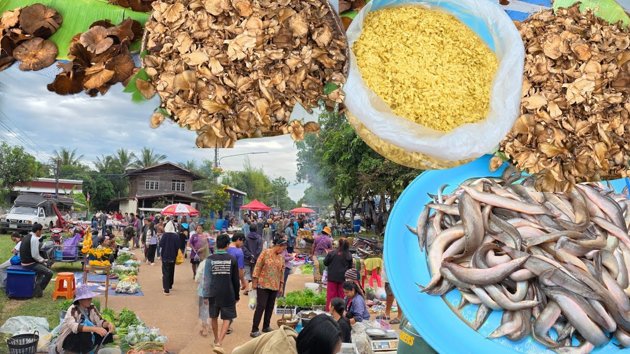 #ชนบทอีสาน ตลาดเช้าบ้านหนองผือ เห็ดบดป่า หนูนา ปลาธรรมชาติ อำเภอเขมราฐ อุบลราชธานี
