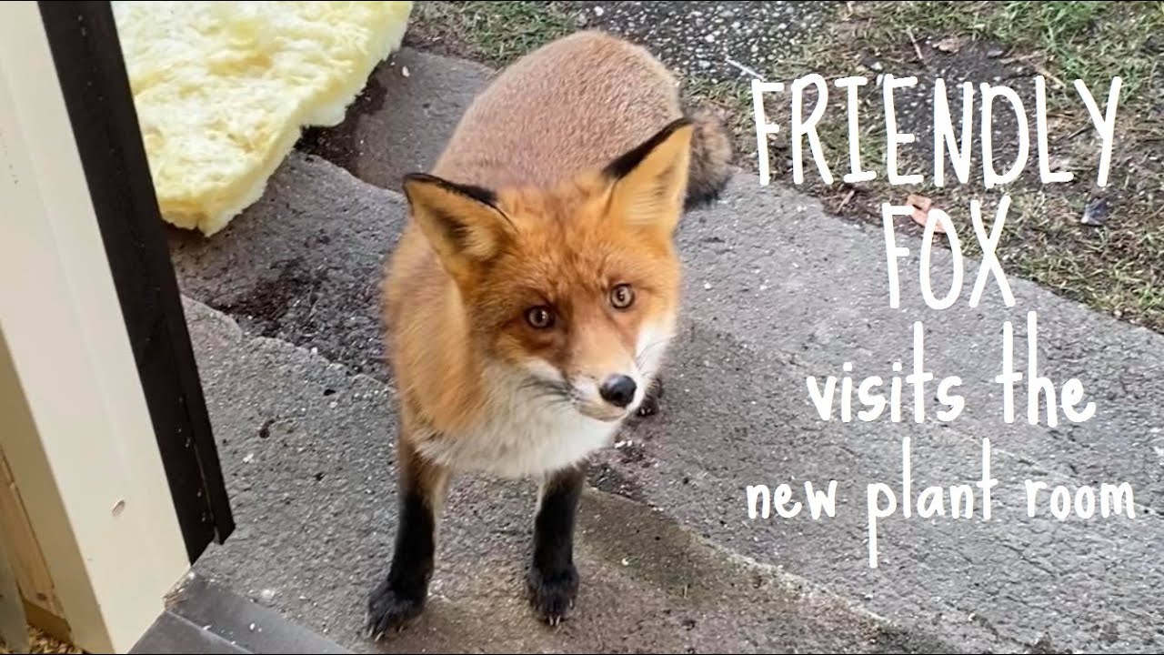 Friendly wild fox visits during construction