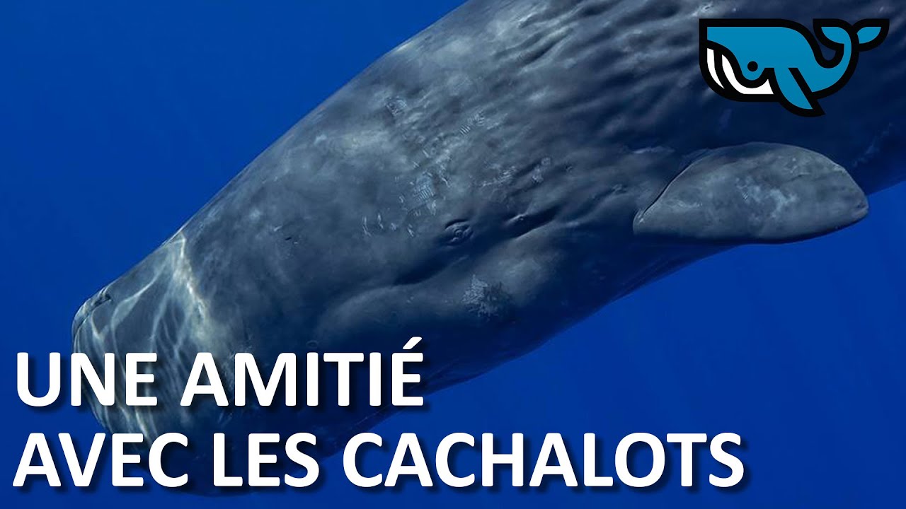 S02E11 : Une amitié avec les cachalots, François Sarano 1/2 BALEINE SOUS GRAVILLON