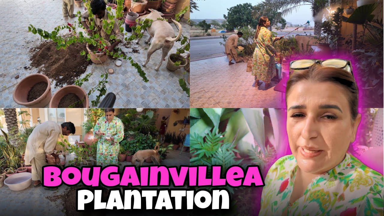 Today's day is all about plants 🪴| Bougainvillea Plantation Day 😍
