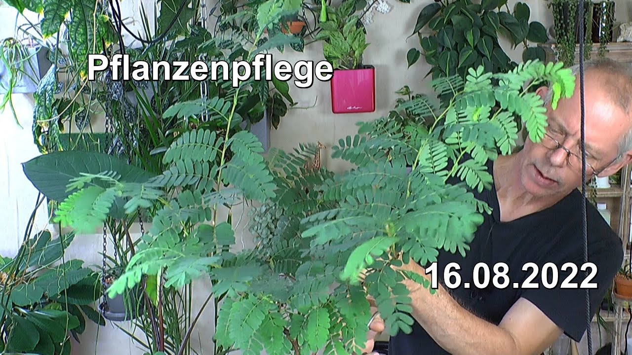 Pflanzenpflege mit Tamarinde und weiteren Werten