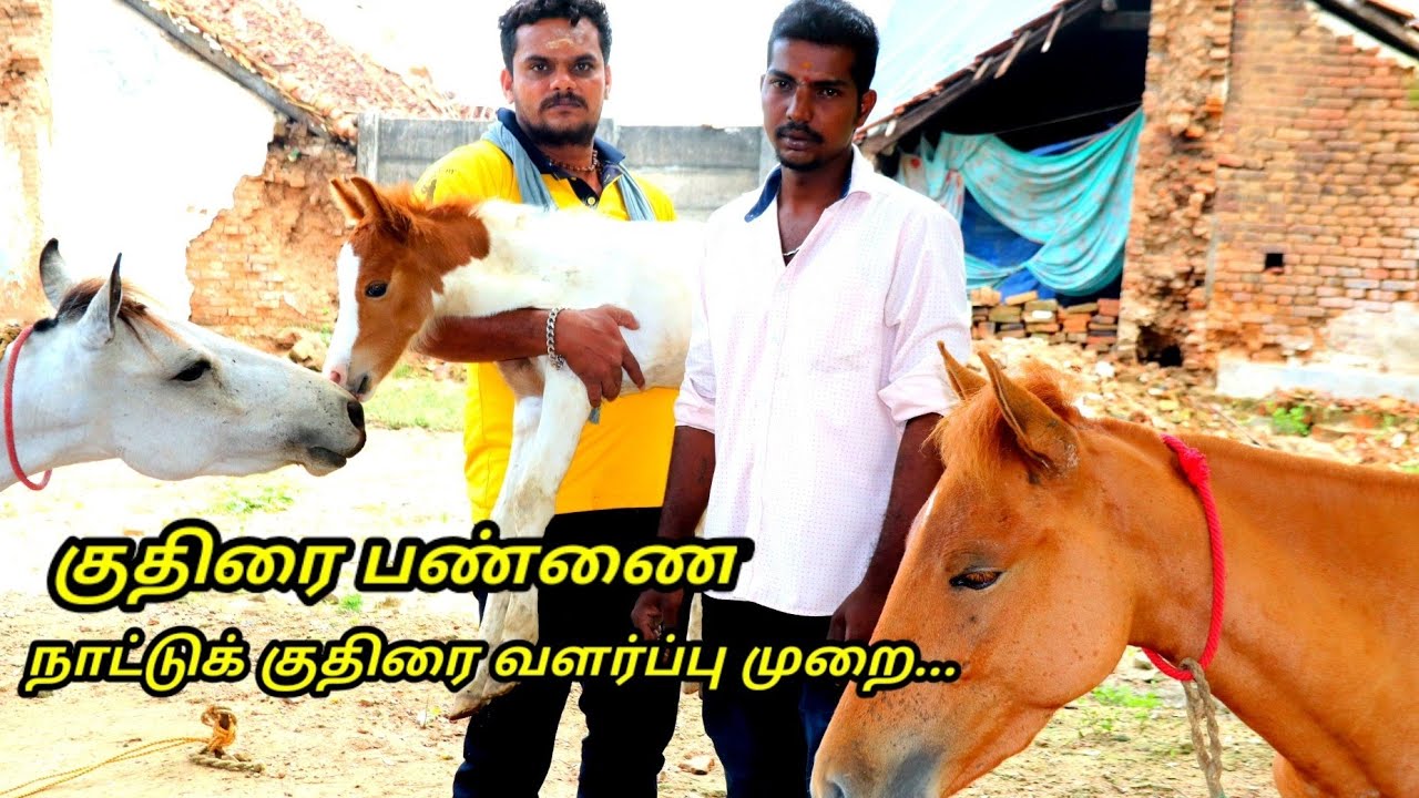 Kuthirai valarpu in tamil/Kuthirai valarpu murai/Nattu Kuthirai valarpu in tamil