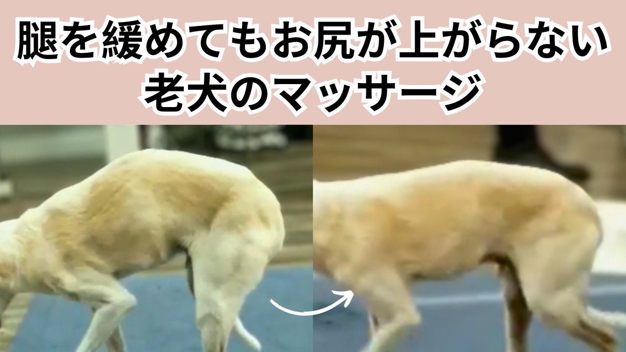 腿を緩めてもお尻の上がらない老犬マッサージ