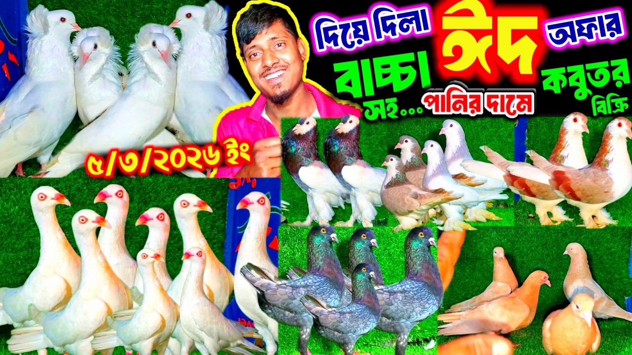 দিয়ে দিলাম ঈদের আগেই ঈদ অফার || বাচ্চা সহ পানির দামে ড্যানিশ বুম্বাই মাল্টেস ও পুটার কবুতর কিনুন |