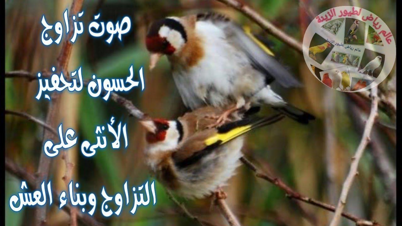 صوت تزاوج الحسون لتحفيز الأنثى على التزاوج وبناء العش