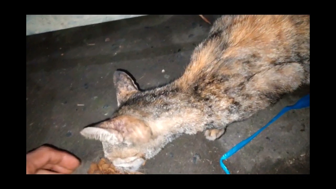 PEDULI KUCING LIAR #PART2