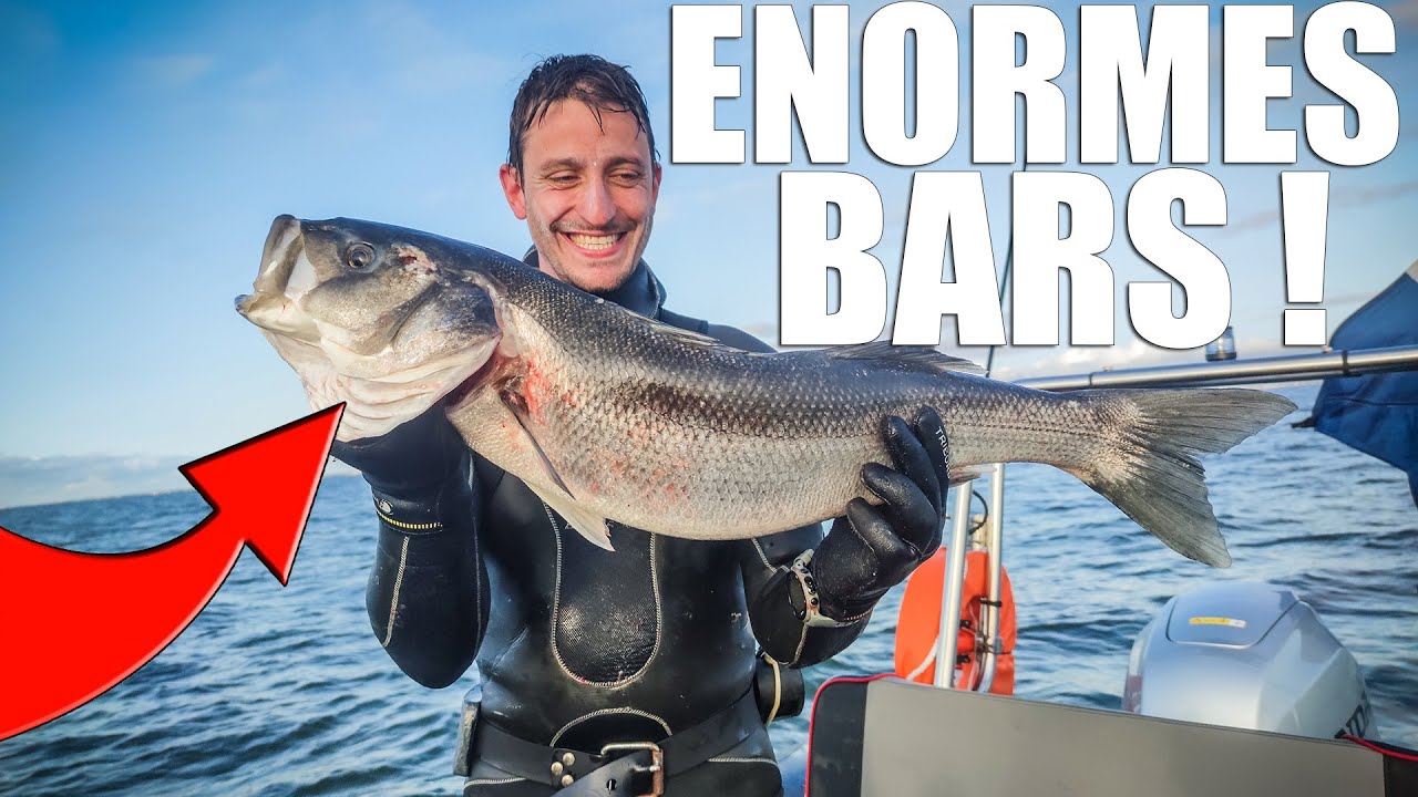 Pêche d'Énormes BARS en Chasse Sous Marine !