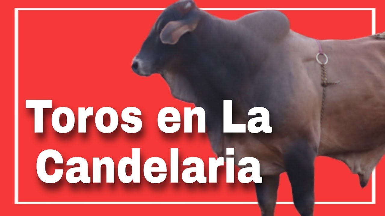 Toros en Patronales de La Candelaria de Pesé. Fiesta de Luis Hernández y Elías Castillo. 7 febrero 