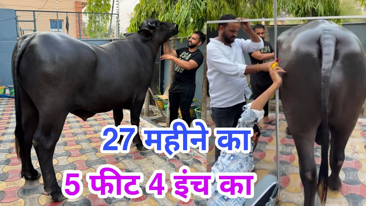 पूरे भारत का 4 मेलों का चैंपियन सबसे बड़ा और सुंदर मुर्राह बुल🏆2 Teeth || Navdeep-8570008560