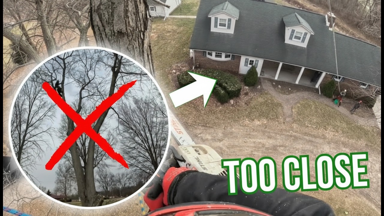 Dangerous Silver Maple Near a House | Rot and Instability