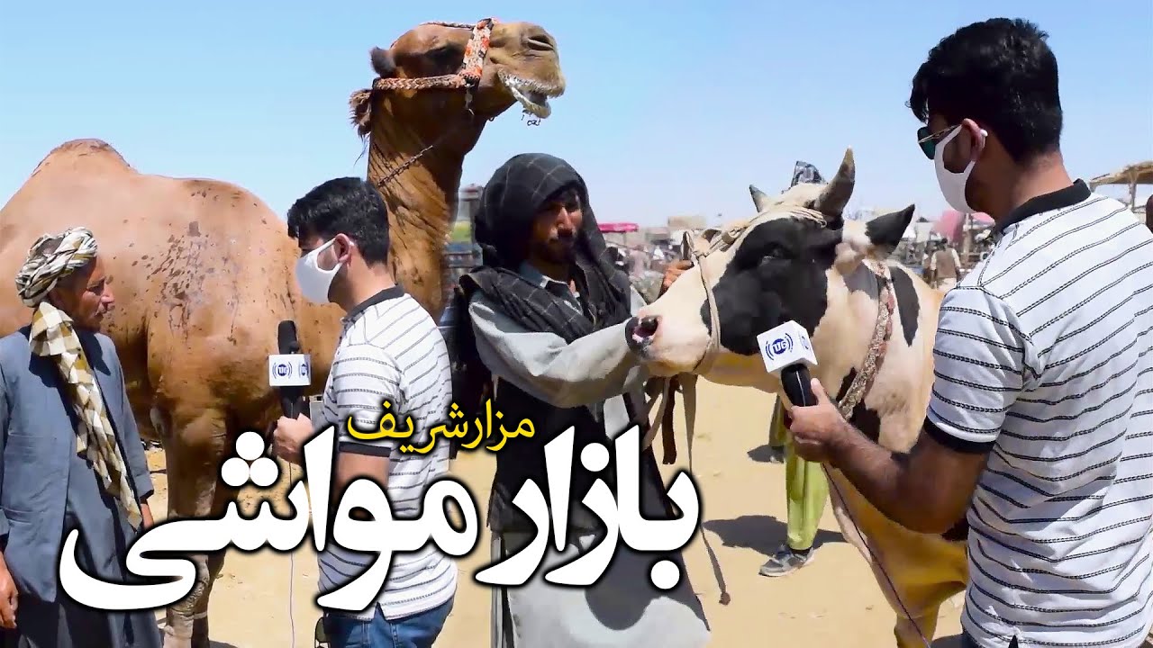 #ArianaMazar - Exclusive report from livestock market / گزارش ویژه از بازار مواشی در مزارشریف