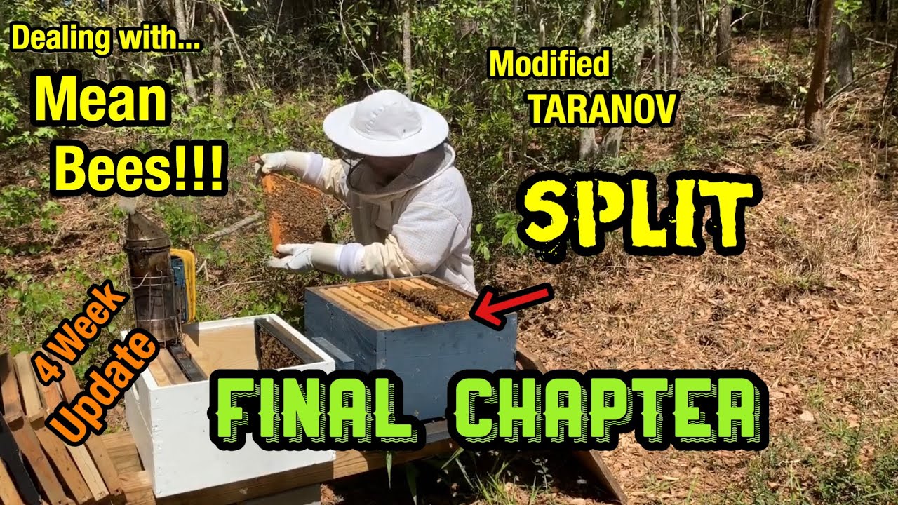 Dealing with a MEAN Hive of Honey BEES - FINAL CHAPTER - Modified Taranov Split 4 Week Follow Up