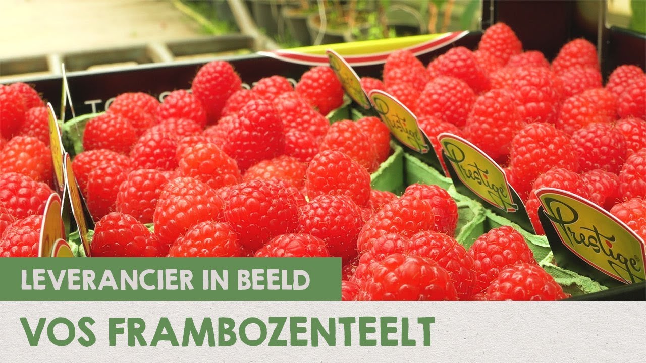 Vos Frambozenteelt | IK KOOK BEWUST