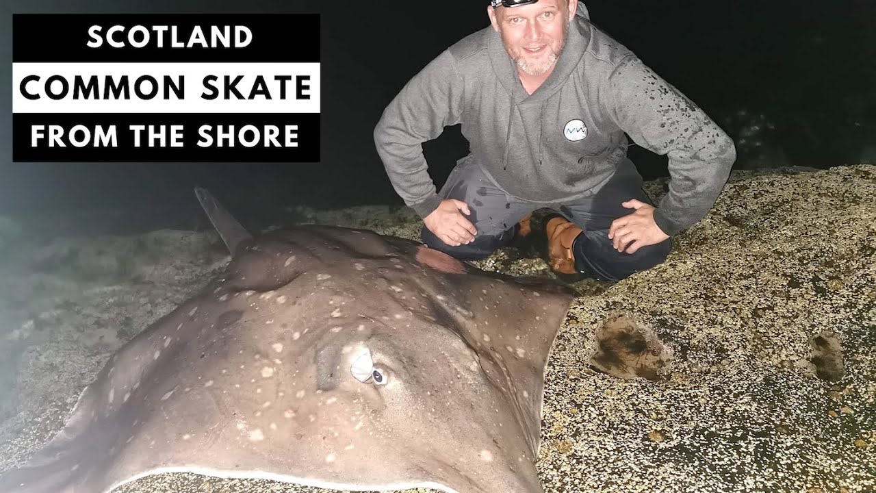 Huge 174lb Common Skate - from the shore