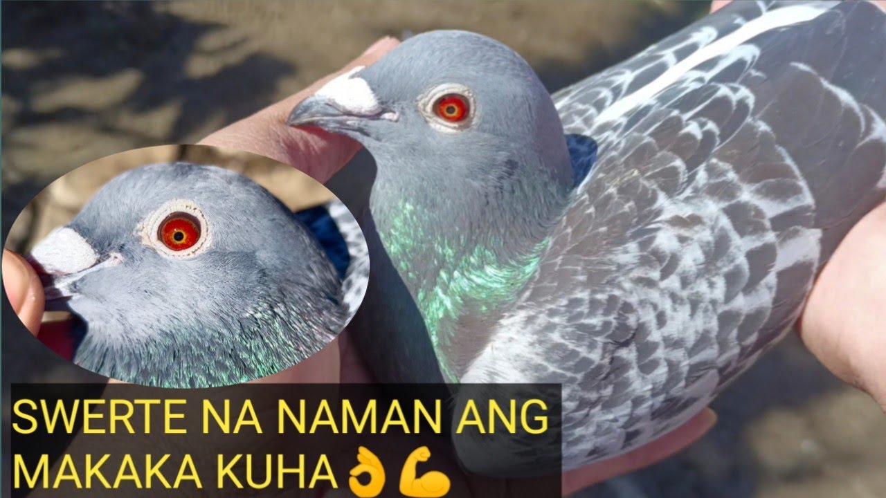 BIRDY BIRDS UPDATE