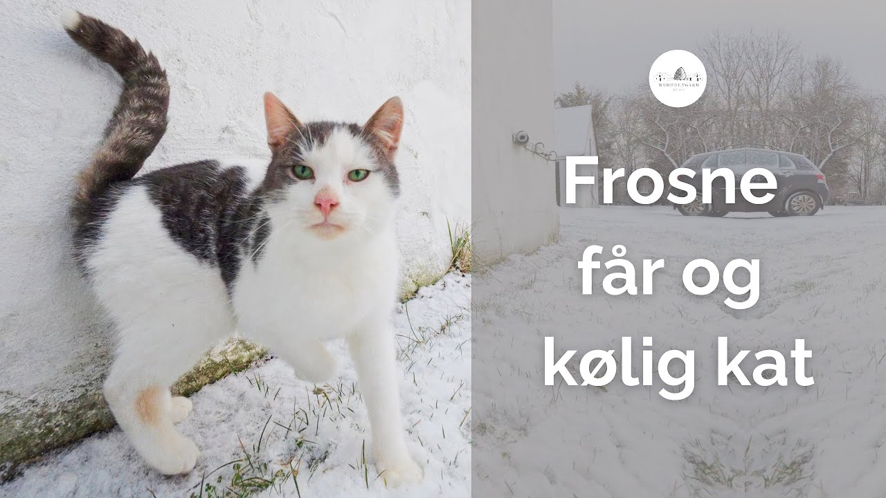 Fårene kommer ind i den lune(re) stald
