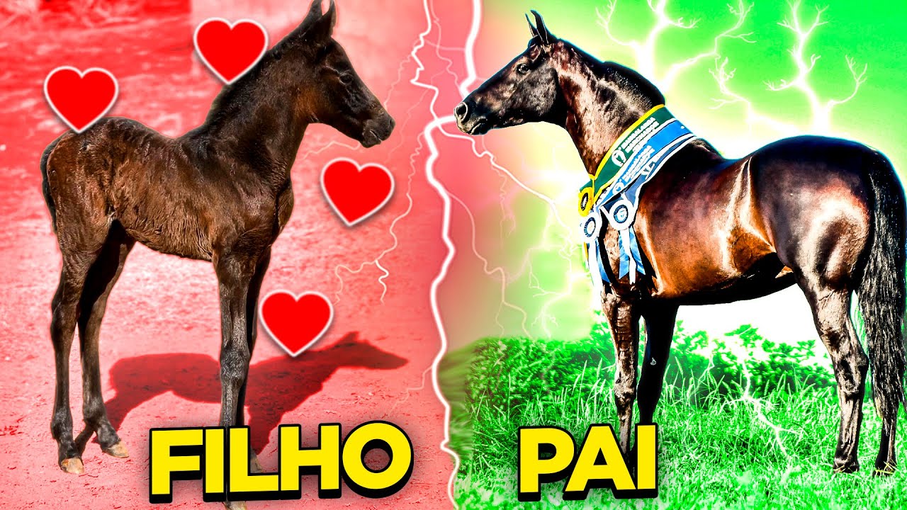 BUSQUEI o FILHO do Cavalo ZUMBI da RIOCON