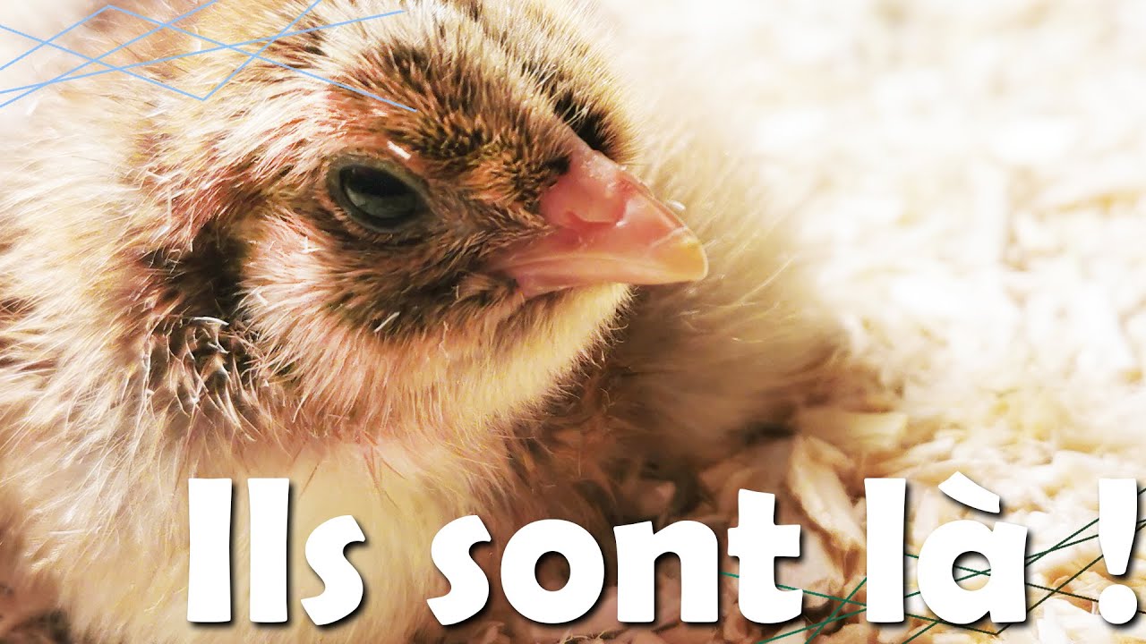 ÉCLOSION des POUSSINS BRAHMA !