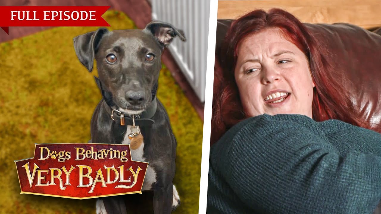 We’re Prisoners in Our Own Home – Because of Our Dog