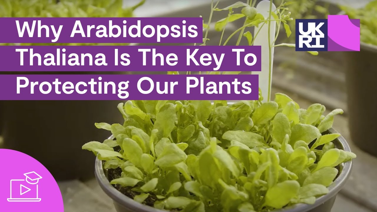 Why Arabidopsis Thaliana Is The Key To Protecting Our #Plants | Thale Cress Explained