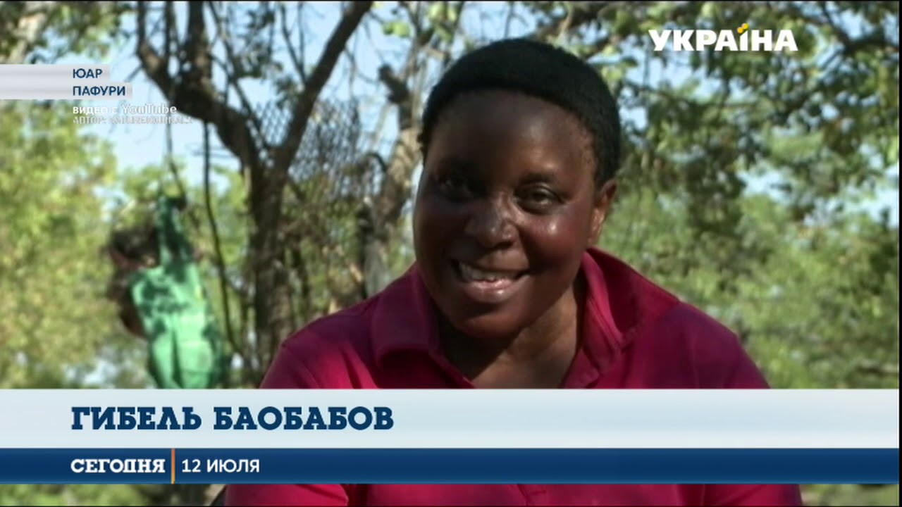 В ЮАР массово погибают баобабы, старейшие деревья на Земле