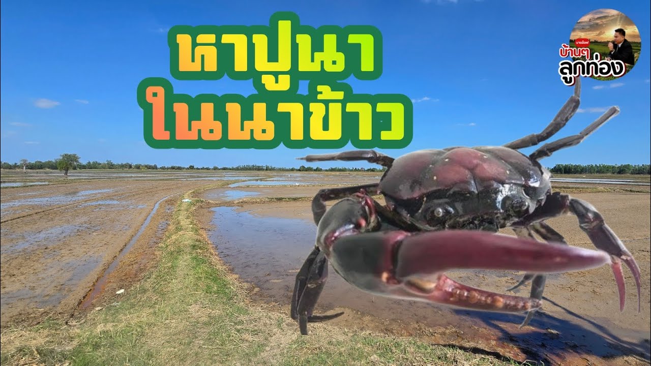 หาปูนาในนาข้าว บ้านสำโรง ตำบลนางาม อำเภอเสลภูมิ จังหวัดร้อยเอ็ด 