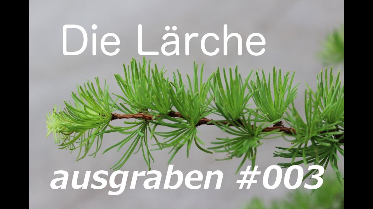 Yamadori Bonsai Lärche ausgraben #003