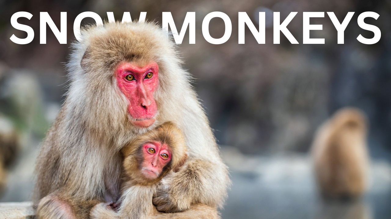 These Japanese SNOW MONKEYS Bathe in Hot Springs! 🐒🌿 Jigokudani Monkey Park in Yamanouchi, Japan 👘🐵