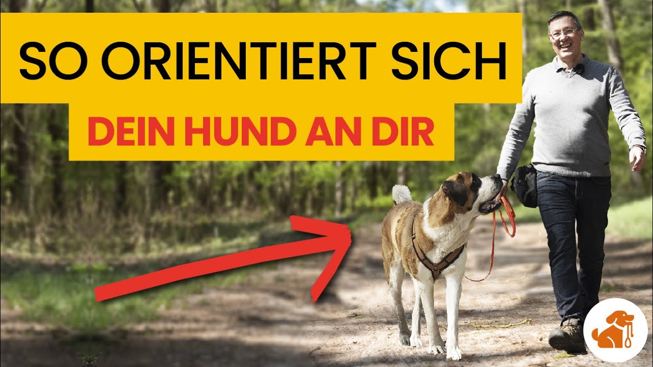 Endlich 100% sicher an fremden Hunden vorbeigehen! ⚡
