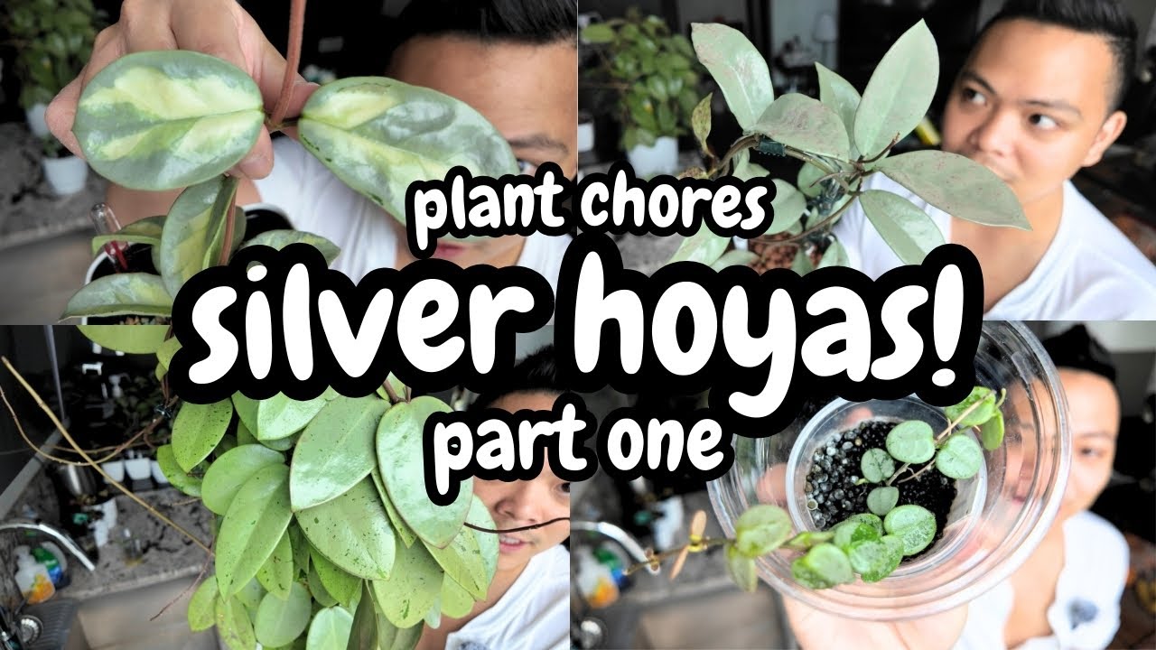 Hoya Chores | Silver Hoyas Part One