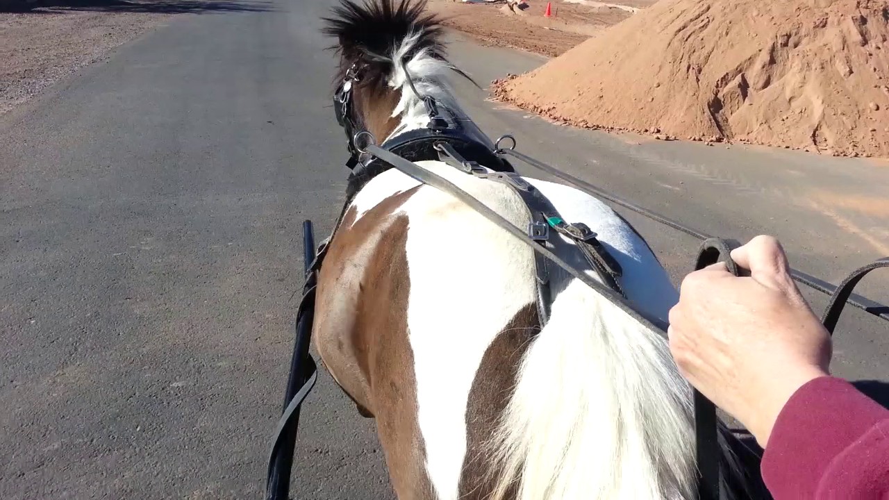 Driving a mini horse