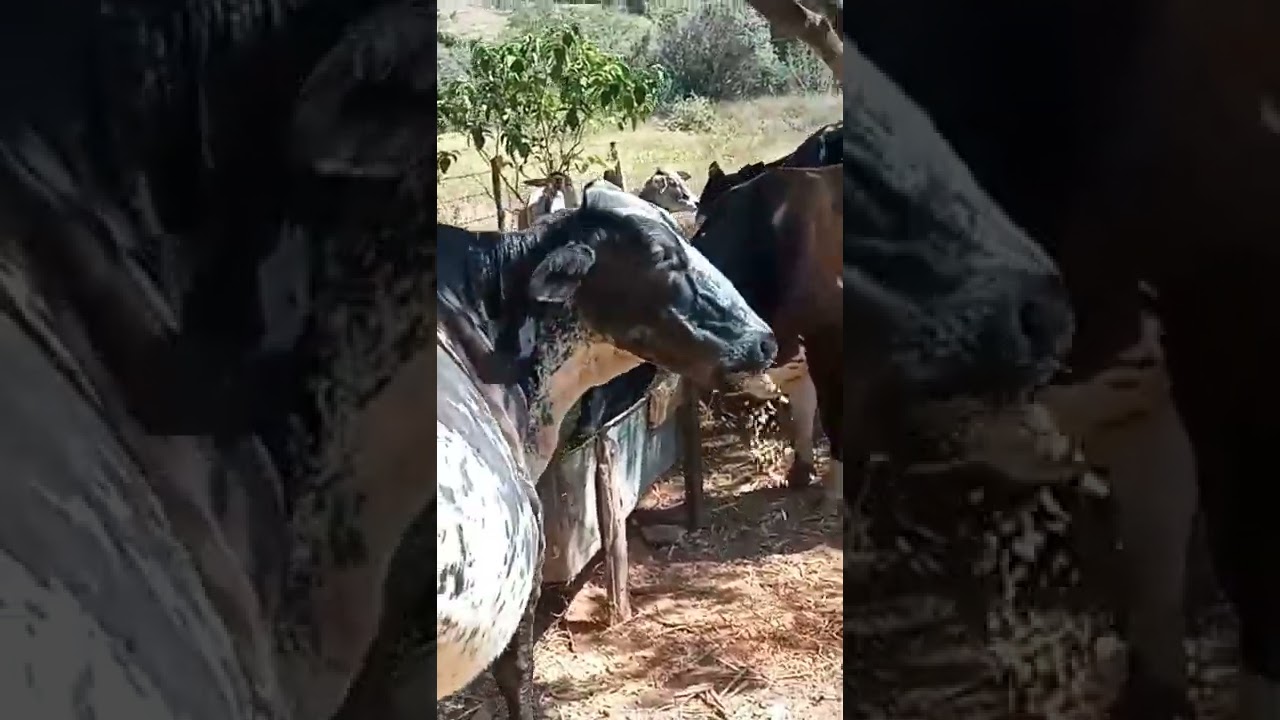 tratando das vacas