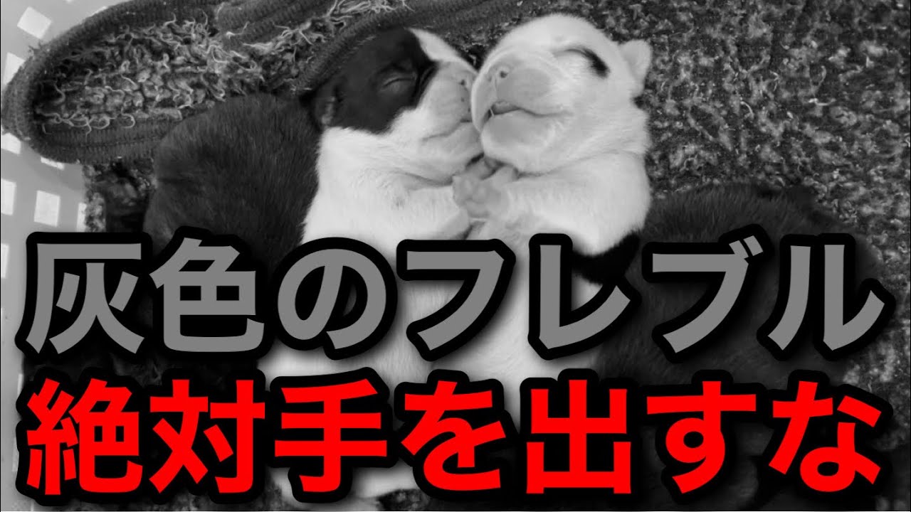 ブルーマールグレーのフレブルは奇形で短命なので買っちゃダメです