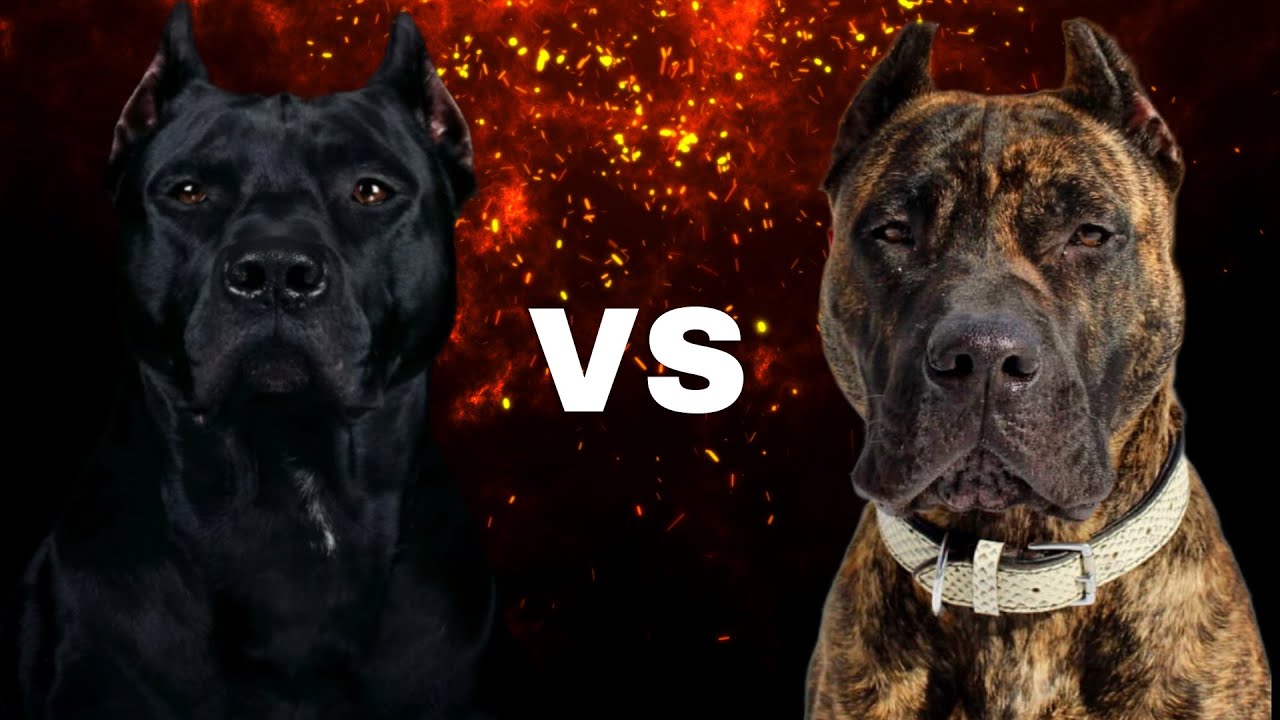 Breed Showdown: Cane Corso vs Presa Canario