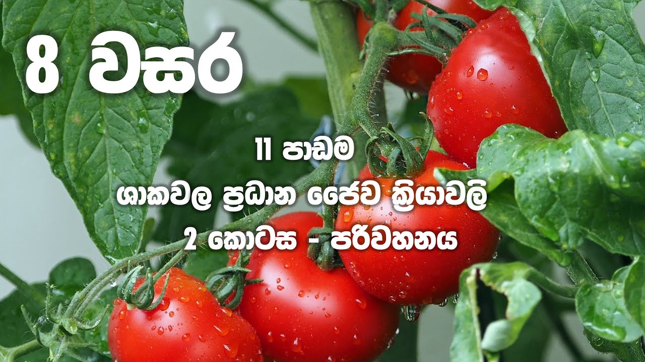 Grade 8 Science | Unit 11 Part 2 | Transportation in plants| ශාකවල ප්‍රධාන ජෛව ක්‍රියාවලි 2 කොටස