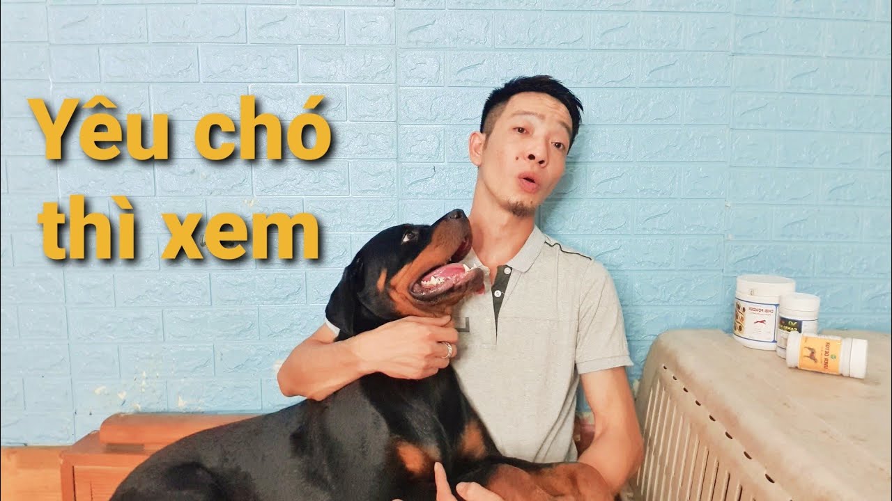 L&agrave;m Thế N&agrave;o Để Vơi Nỗi Buồn Khi Ch&oacute; 
