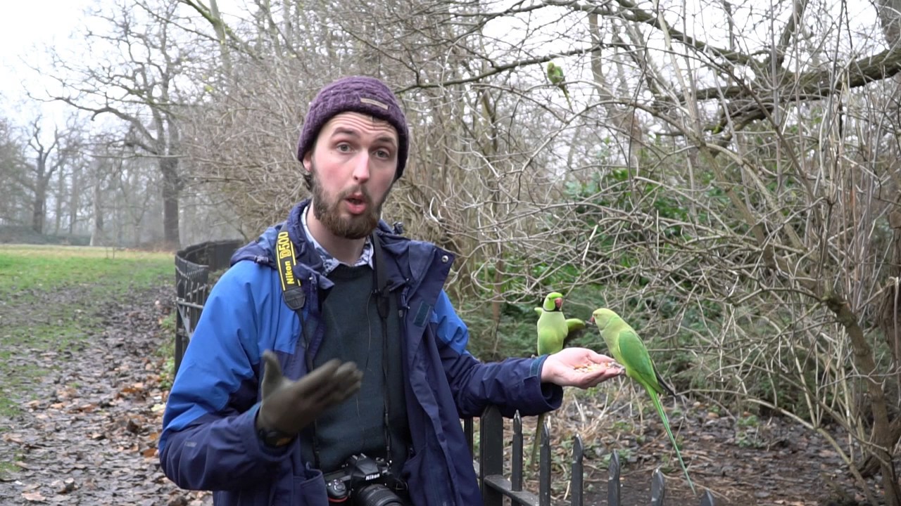 Ring Necked Parakeets in Hyde Park, London