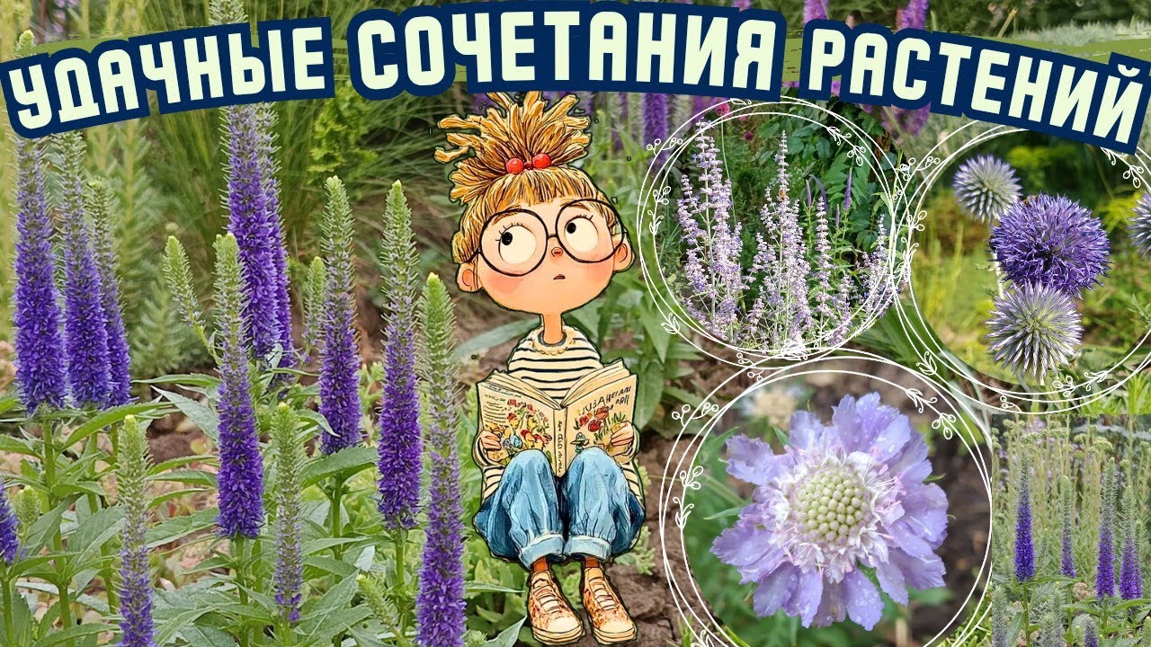 20 удачных сочетаний растений для сада. Обзор сортов в цветнике. Разнообразие многолетников в саду.