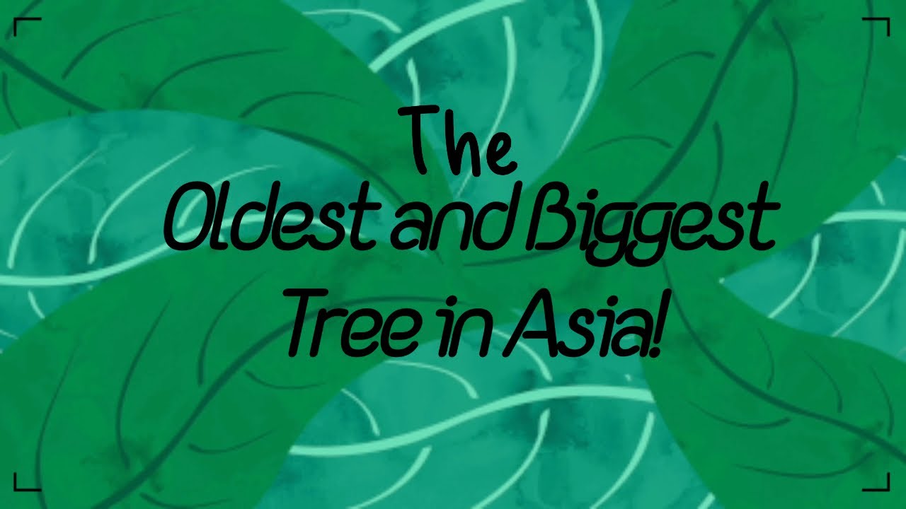 Around the Millennium Tree (Oldest, Biggest tree in Asia!)