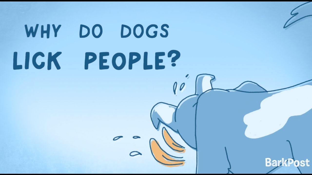 Why Do Dogs Lick People? | INSIDE A DOG'S BRAIN