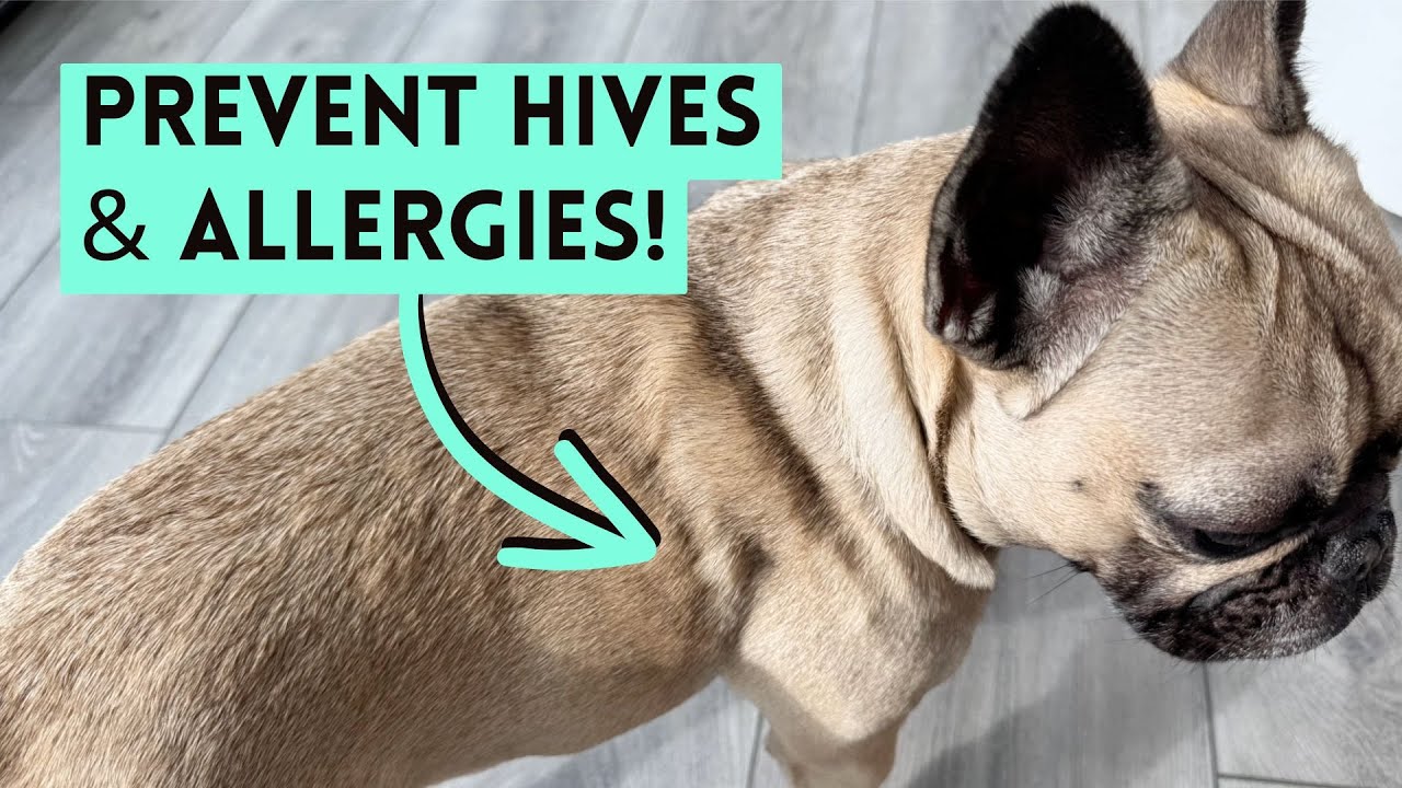 I Tested My Dog for Food Sensitivities—You Won’t Believe What Happened