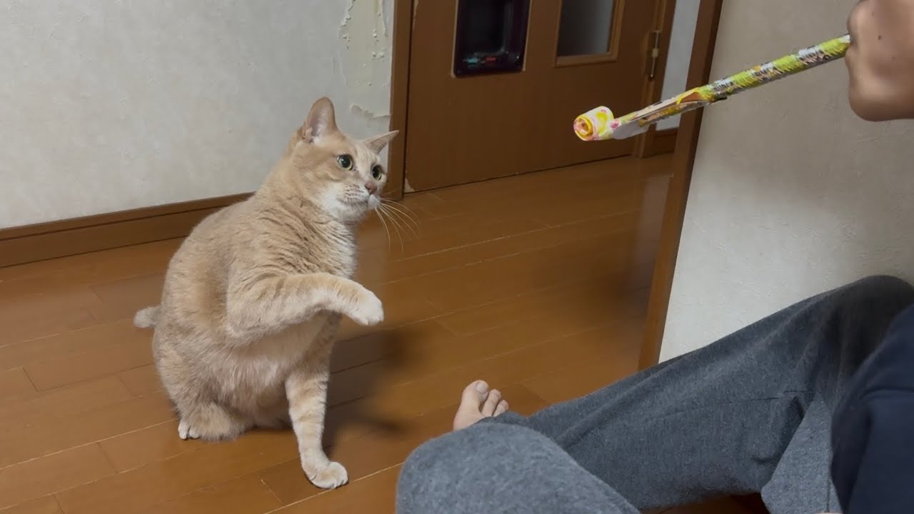 懐かしの吹き戻しで息子と一緒に遊ぶ猫が懐かしい