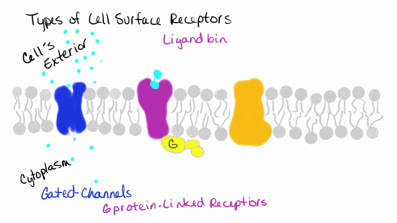Ch9 Cell Surface Receptor Types