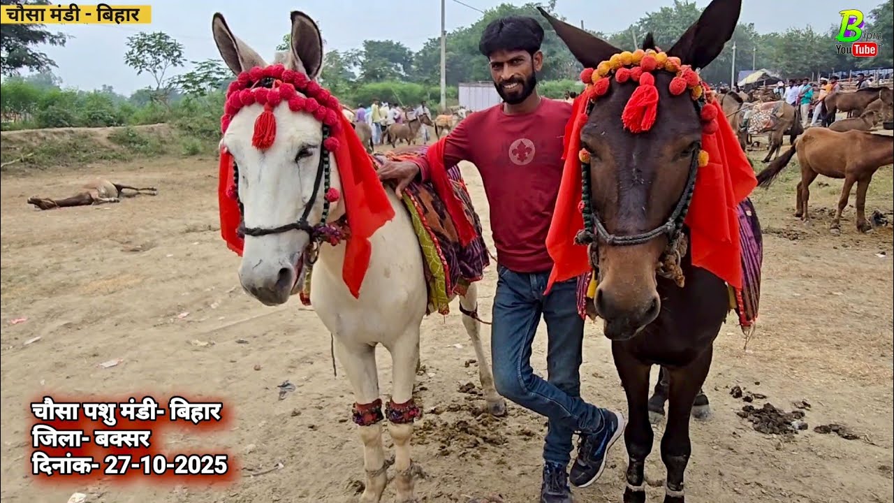 🚩छठ पूजा से बिहार के चौसा में खच्चर घोड़े गधे बिकने के लिए आए हैं | Donkey Mandi in Bihar | Horse