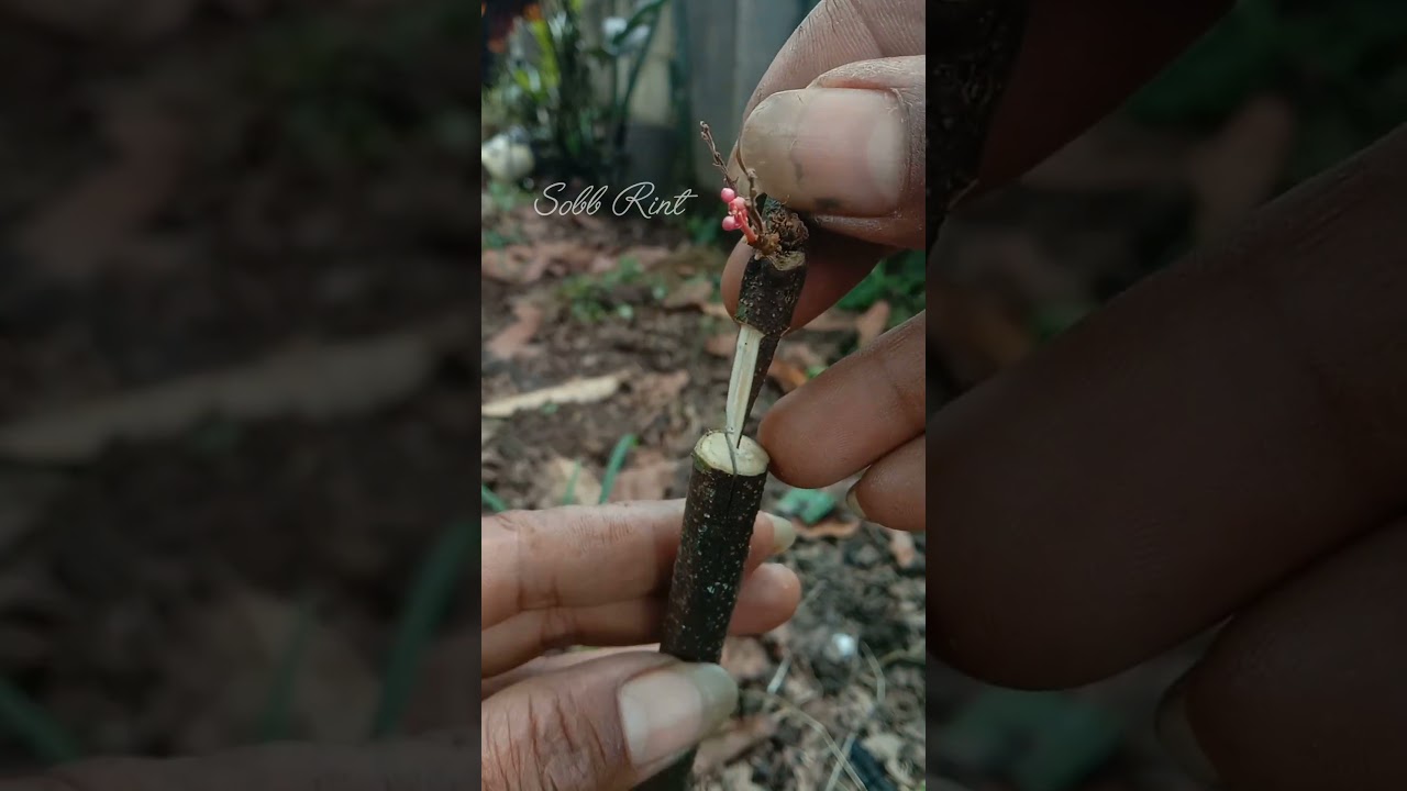 Starfruit grafting technique