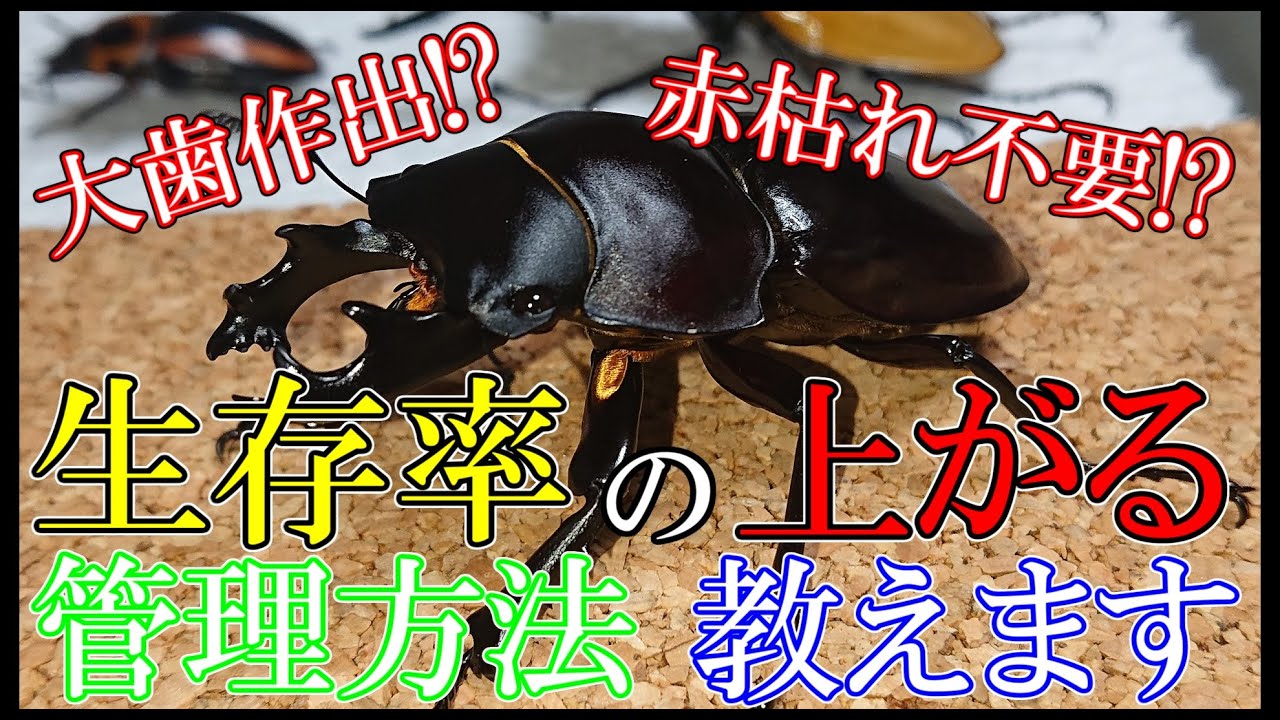 ハゼタロウ式マルバネ幼虫管理術。これで生存率が上がります。