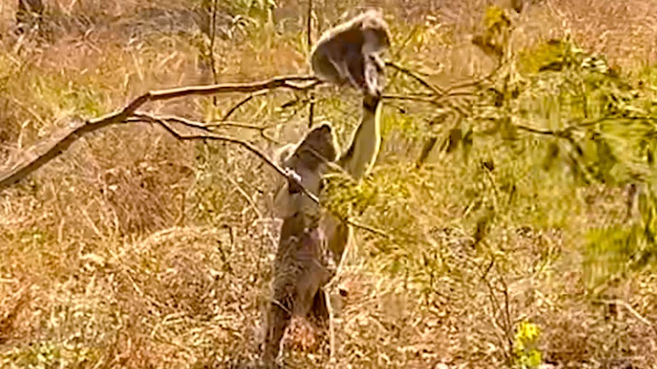Adorable Baby Koala Keeps Trying to Climb Tree